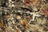 Colorful Polished Triassic Petrified Wood Slab - Utah #323166-1